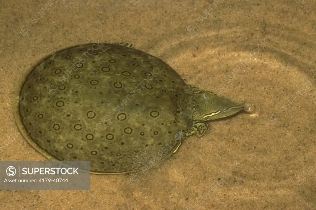 Eastern Spiny Softshell Turtle (Apalone s. spinifera) IC, Powell Co., Kentucky