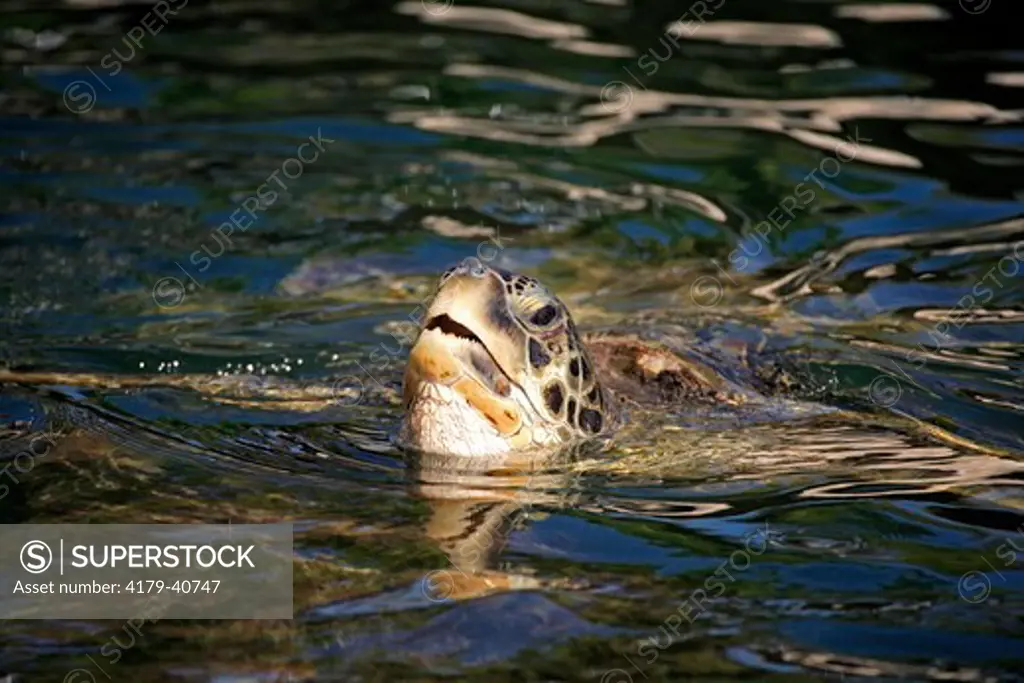 Green Sea Turtle adult swimming in water breathing (Chelonia mydas) Cayman Islands, Grand Cayman, Caribbean