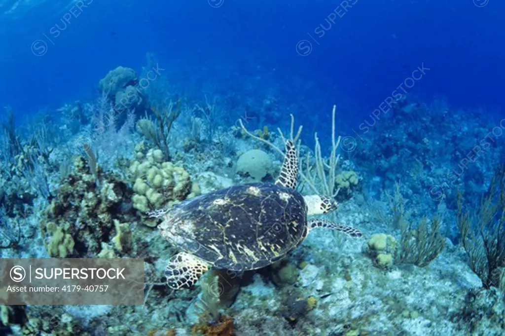 Hawksbill Sea Turtle (Eretmochelys imbricata), endangered, worldwide