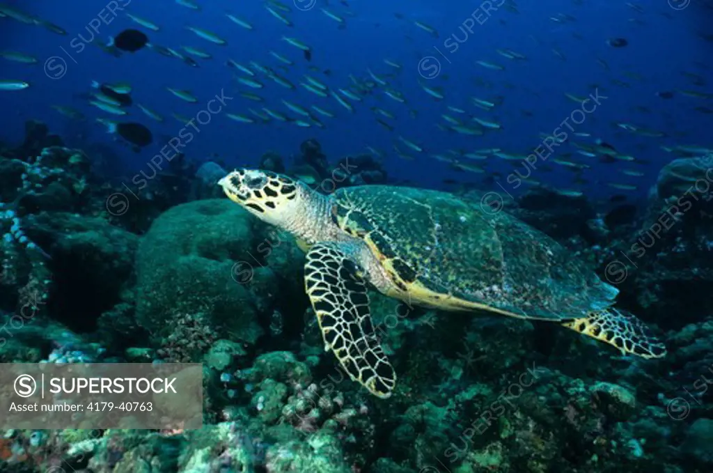 Hawksbill Sea Turtle (Eretmochelys imbricata), endangered, worldwide range