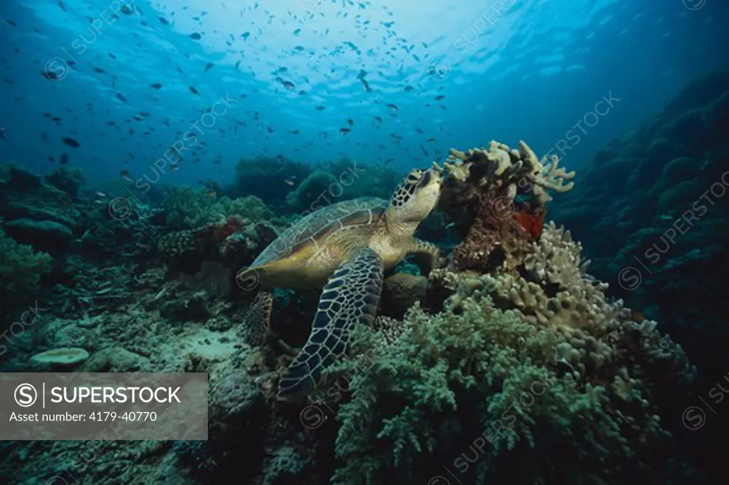 Green Sea Turtle (Chelonia mydas), endangered, Worldwide Range, on Coral Reef