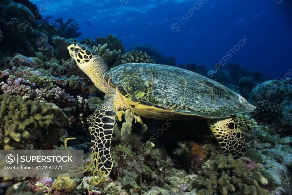 Hawksbill Turtle,endangered (Eretmochelys imbricata) on Coral Reef, range: worldwide