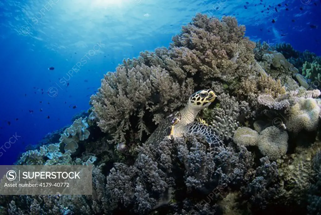 Hawksbill Turtle, Endangered (Eretmochelys imbricata). on Coral Reef, range: worldwide