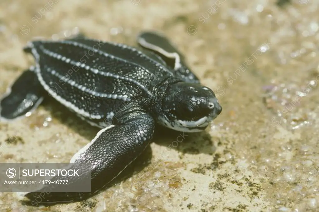 Leatherback Sea Turtle (Dermochelys coriacea) Thailand