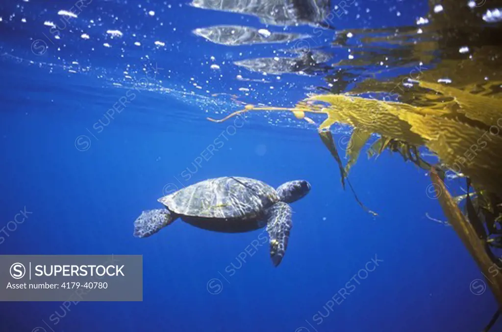 Green Sea Turtle in Kelp Patty (Chelonia mydas) Isla de Guadalupe, Mexico