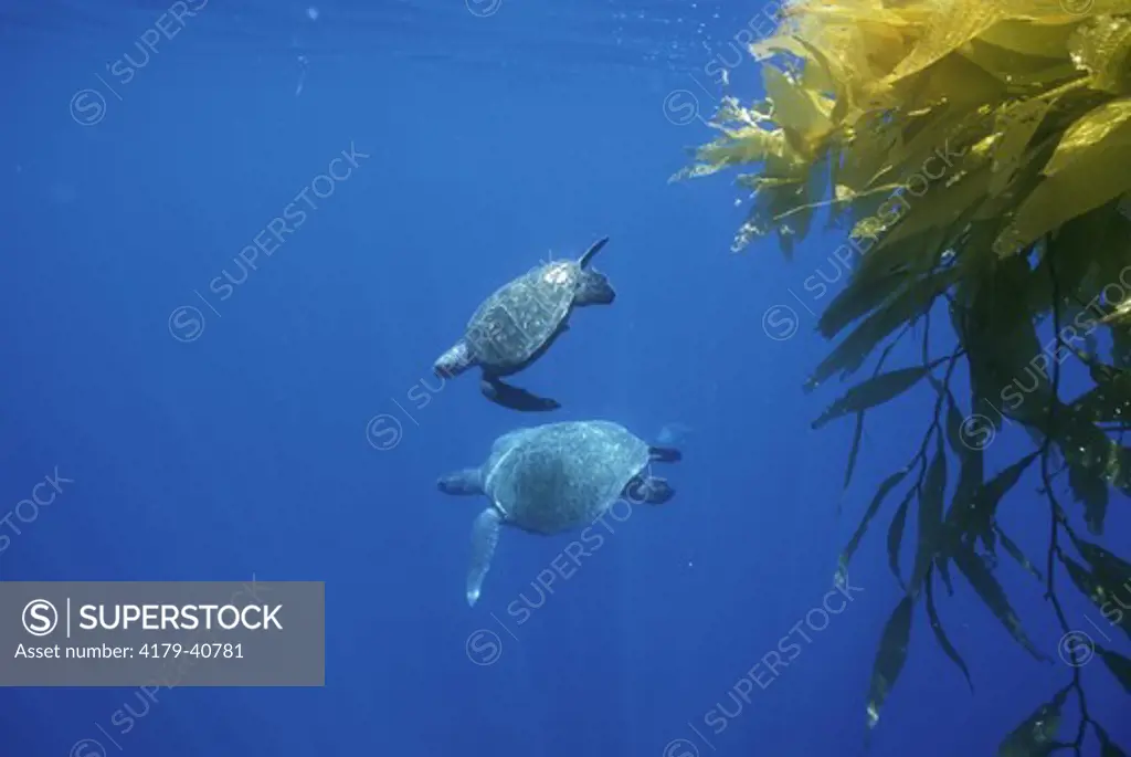Green Sea Turtles in Kelp Patty (Chelonia mydas) Isla de Guadalupe, Mexico