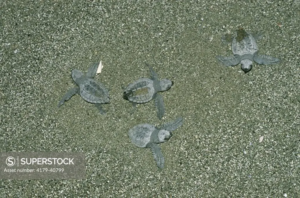 Olive Ridley Sea Turtles (Lepidochelys olivacea), osta Rica, Santa Rosa NP