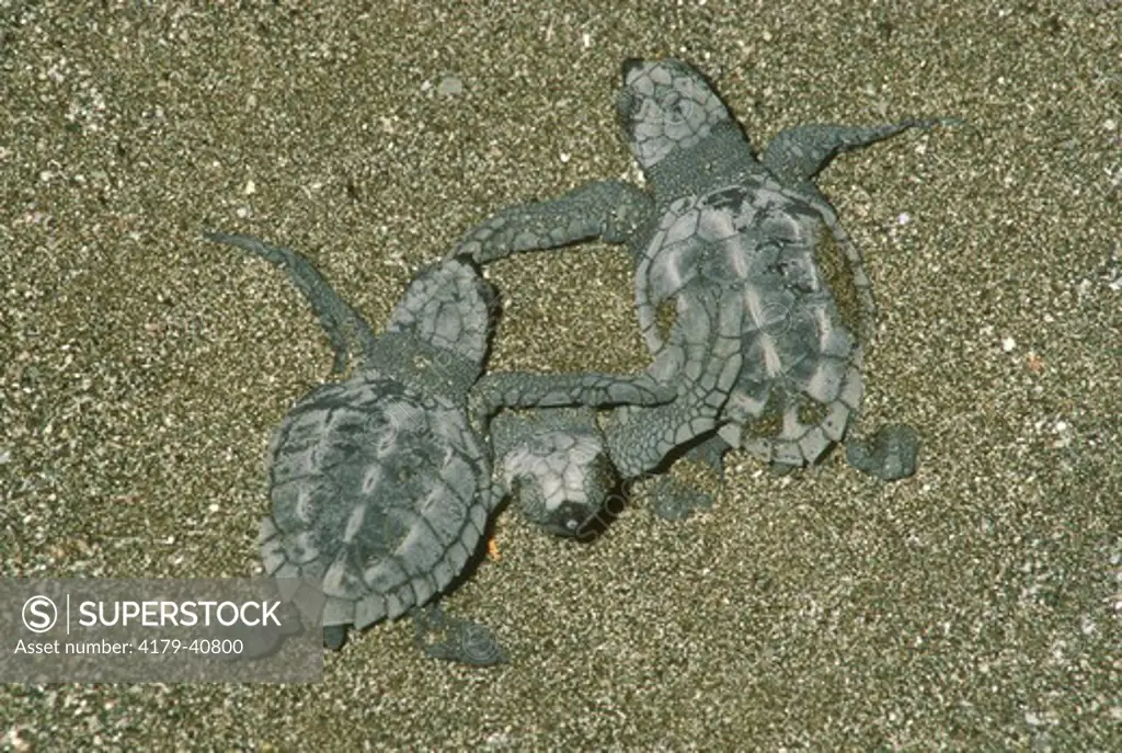 Olive Ridley Sea Turtles (Lepidochelys olivacea) Costa Rica Santa Rosa NP