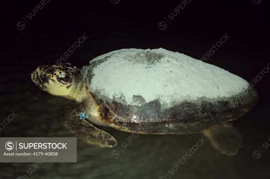 Loggerhead Sea Turtle(Caretta caretta) Returning to sea, Cumberland Island GA, Georgia