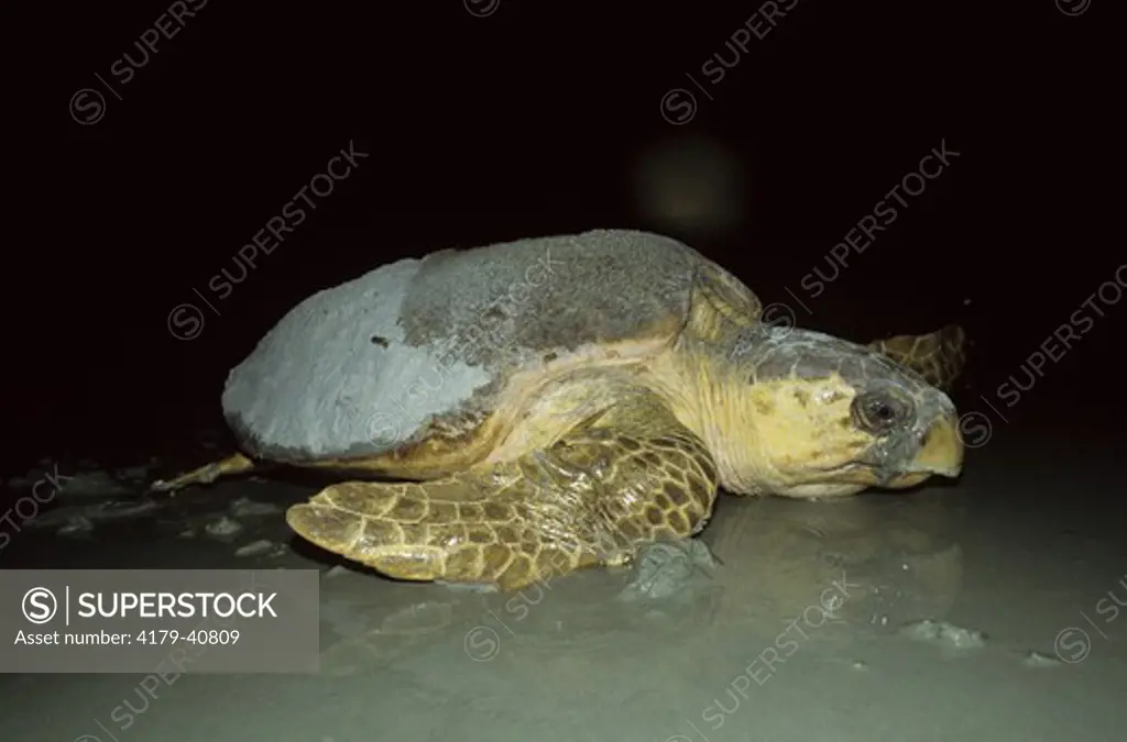 Loggerhead Sea Turtle (Caretta caretta) Returning to sea after nesting, GA, Georgia