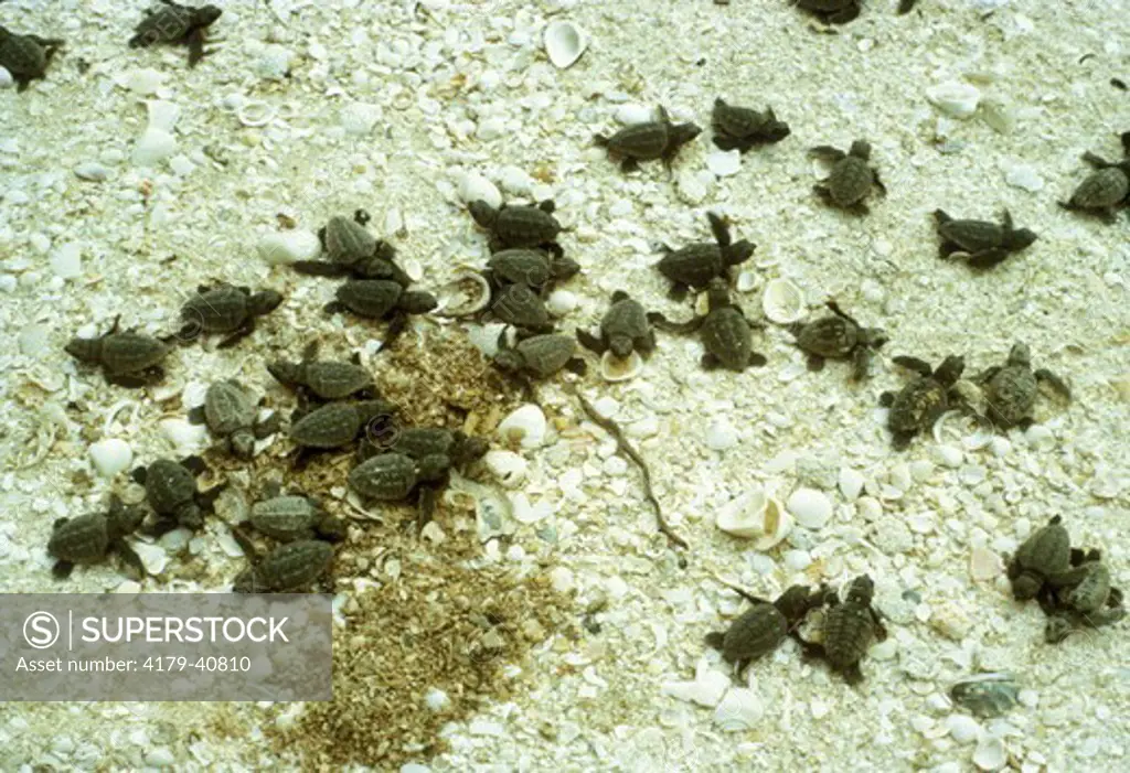 Baby Loggerhead Turtles (Caretta caretta) Just Hatched/Florida Keys