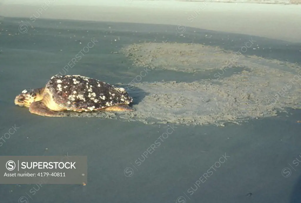 Loggerhead Sea Turtle (Caretta caretta)Stranded on Beach/Cumberland Is., GA, Georgia