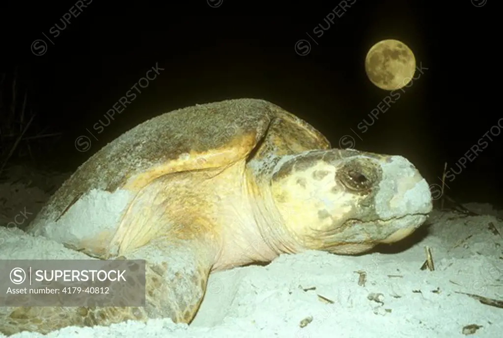 Loggerhead Sea Turtle (Caretta caretta) Nesting During Full Moon, Georgia