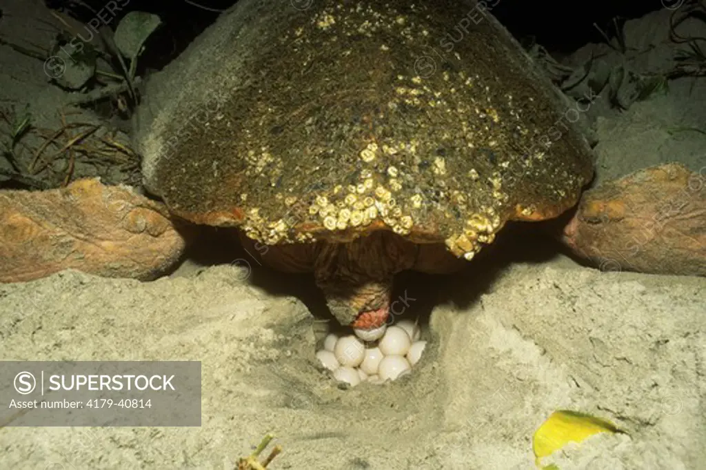 Loggerhead Sea Turtle (Caretta caretta) Laying Eggs/Cumberland Island, Georgia