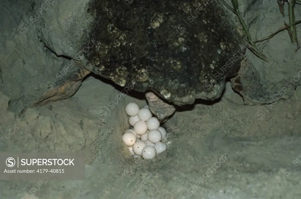 Loggerhead Sea Turtle(Caretta caretta) Laying Eggs/Cumberland Island, GA,Georgia