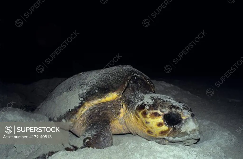 Loggerhead Sea Turtle(Caretta caretta) Nesting Cumberland Is., GA, Georgia