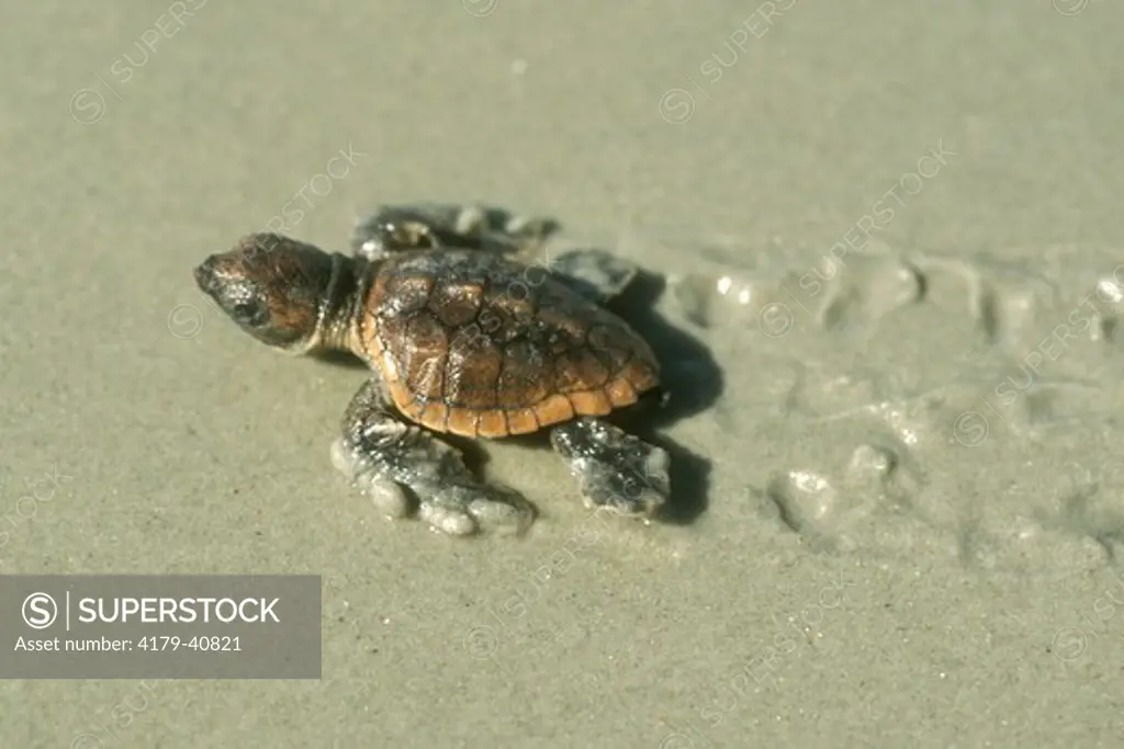 Loggerhead Sea Turtle Baby entering Ocean, Georgia (C. caretta)