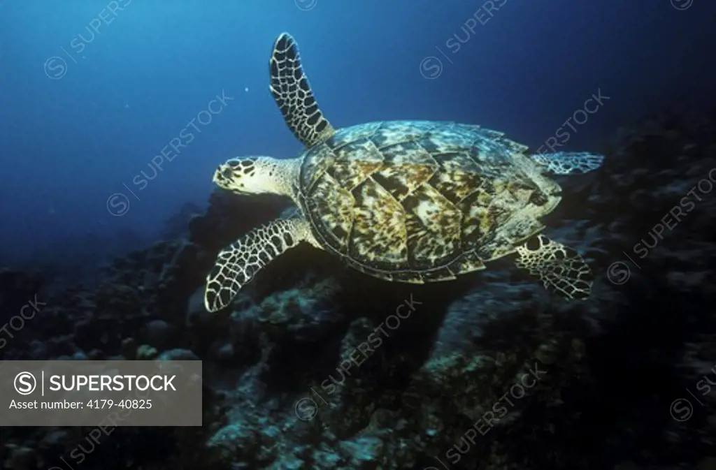 Hawksbill Turtle, a Sea Turtle (Eretmochelys imbricata), Bahamas