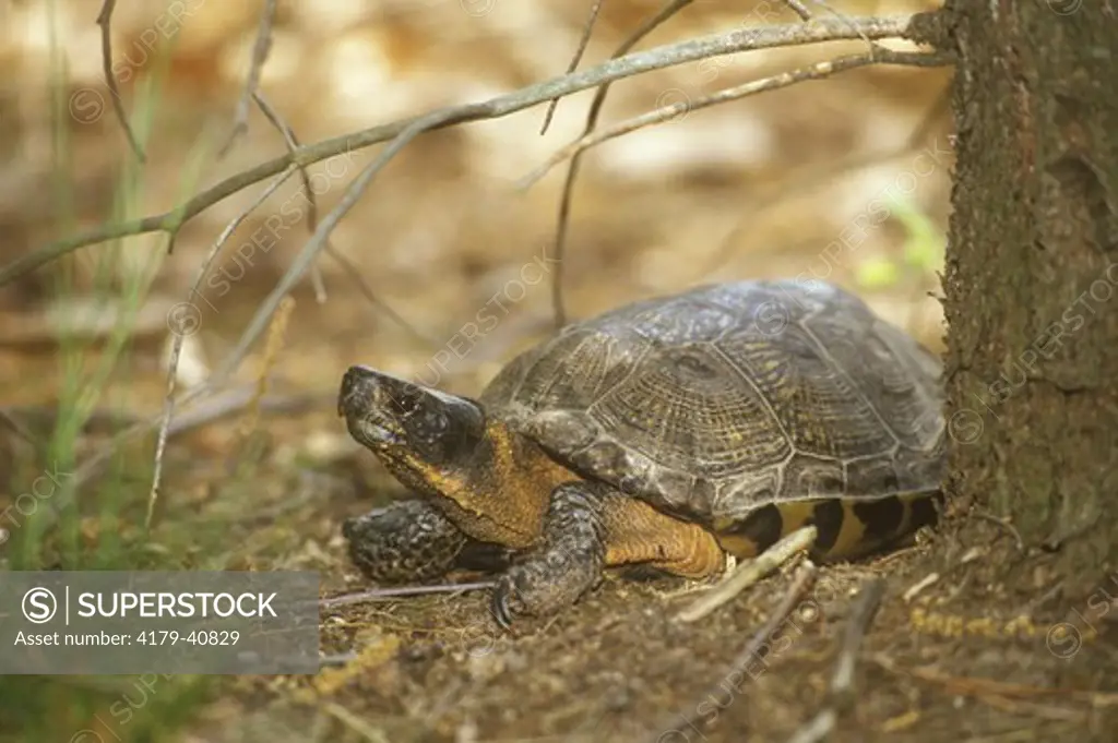Wood Turtle (Clemmys insculpta) Manistee County, Lower MI