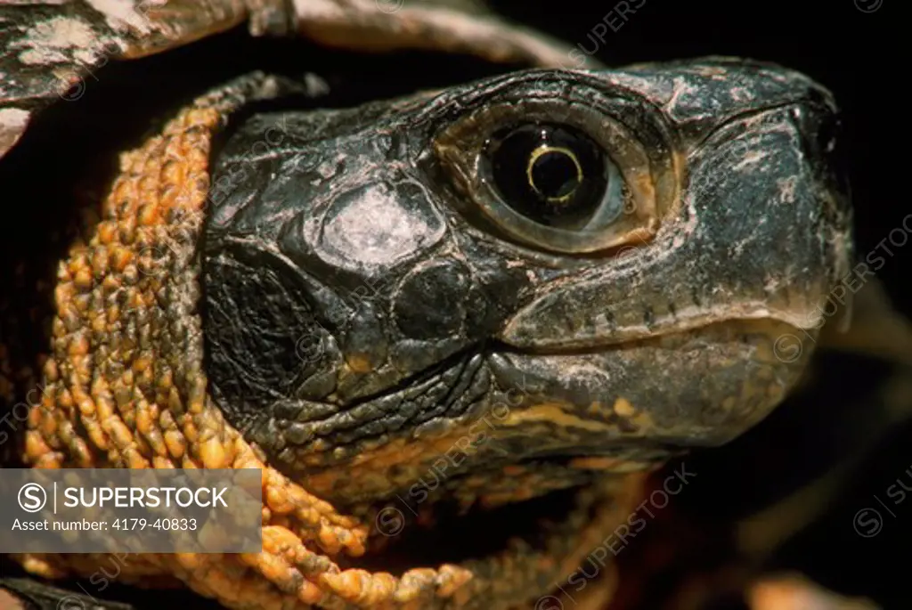 Wood Turtle, head (Clemmys insculpta) August, PA, USA