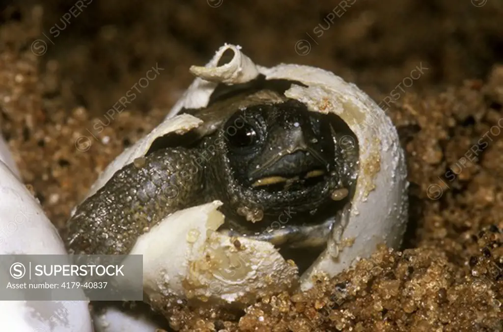 Wood Turtle hatching (Glyptemys insculpta), La Crosse Co., WI, IC