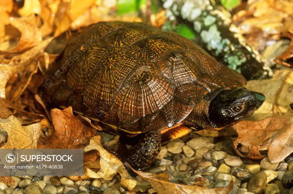 Wood Turtle (Clemmys insculpta), NE US
