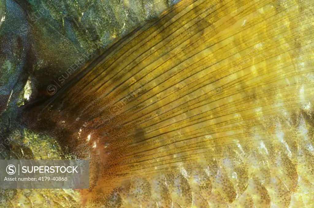 Pattern of Pectoral Fin of Small-mouth Bass, freshwater, Crow Wing, MN