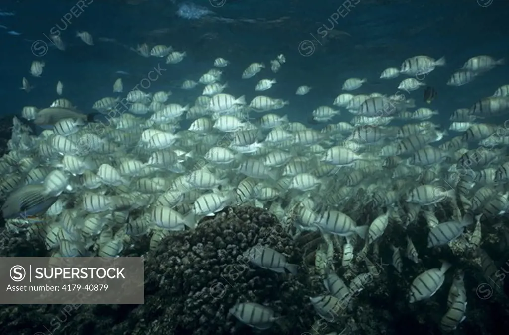 School of Convict Tangs feeds on Algae (Acanthurus triostegus), French Polynesia, S. Pacific