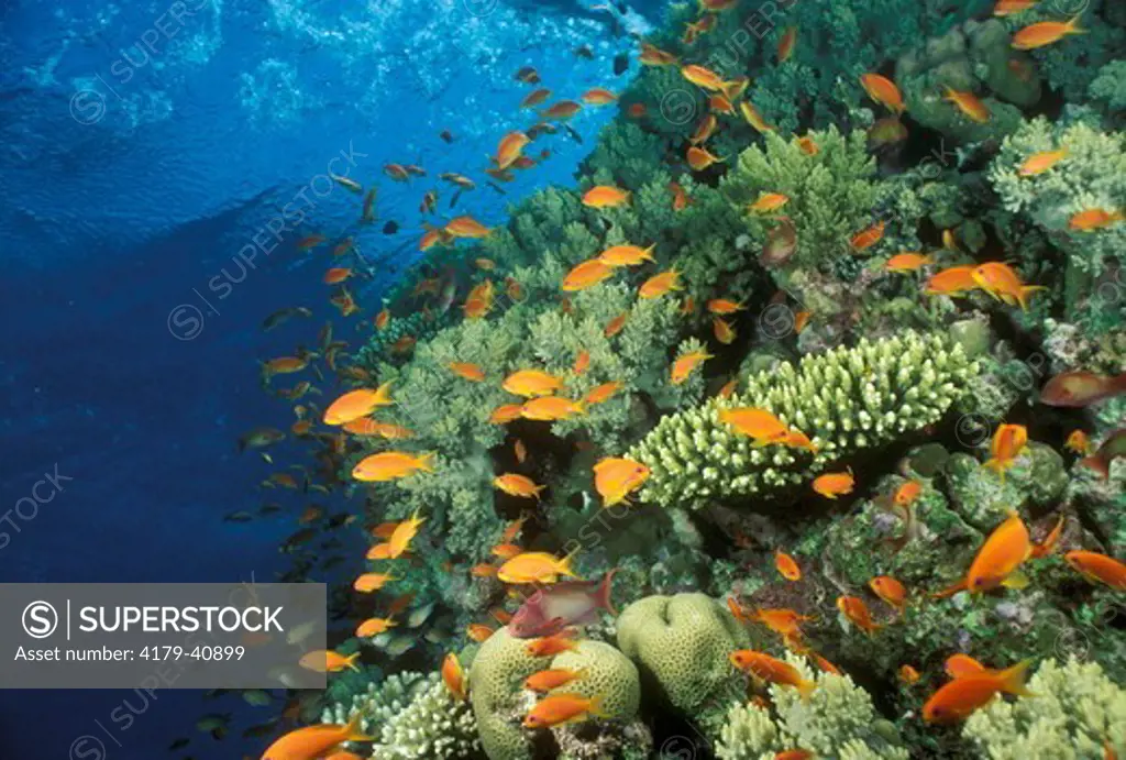 Coral Reef and School of Anthias Fish (Pseudanthias) Red Sea, Staghorn, Sea Fans & Soft Corals