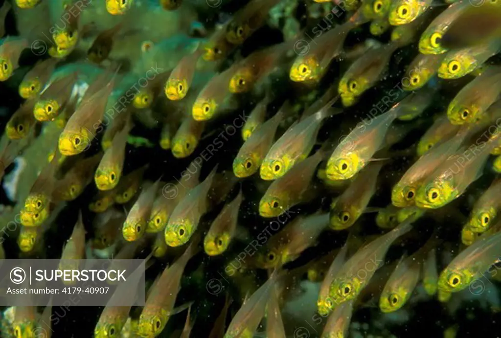 Golden Sweepers congregate in large Schools, Red Sea, (Parapriacanthus guentheri)