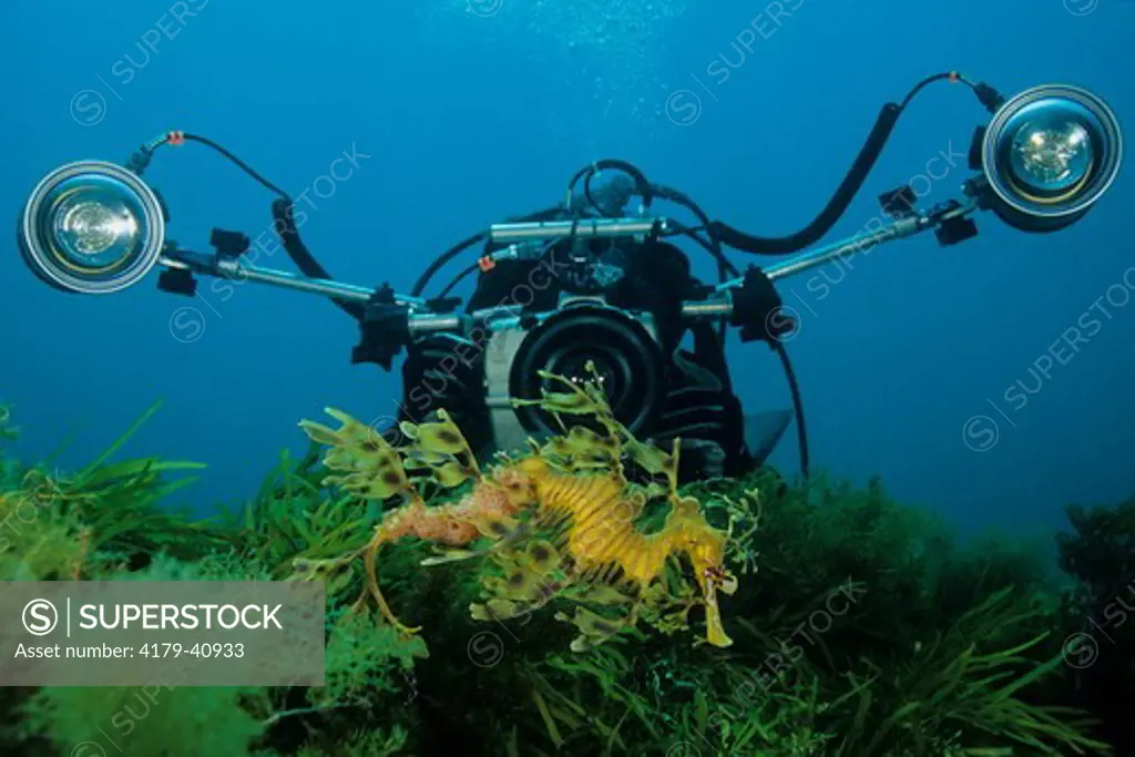 A diver taking pictures of a male Leafy Seadragon (Phycodurus eques) carrying eggs on its tail  Kangaroo Is., SA Australia.