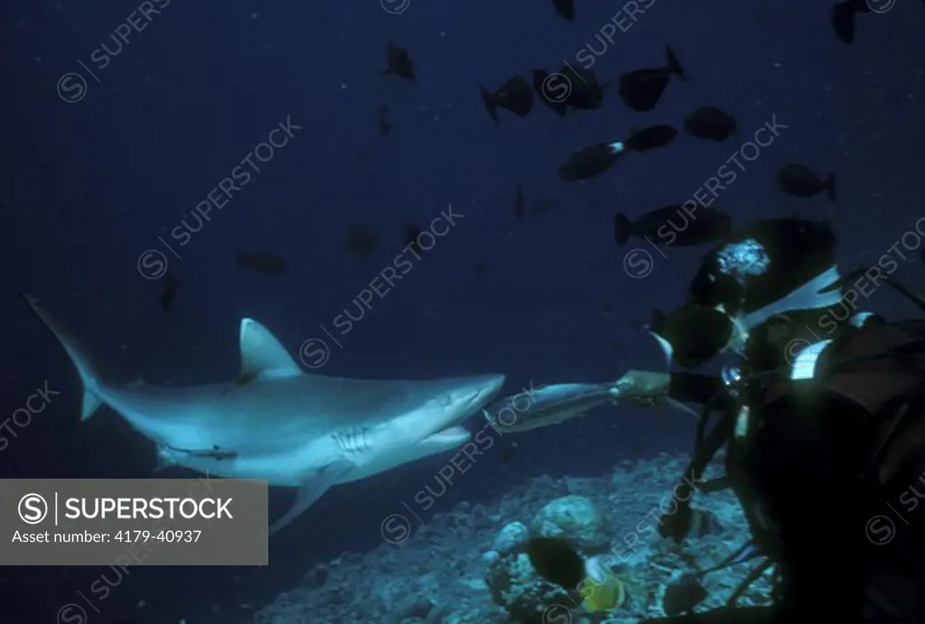 Gray Tipped Reef Shark (Carcharhinus amblyrinchos) diver feeding - Maldives Indian Ocean