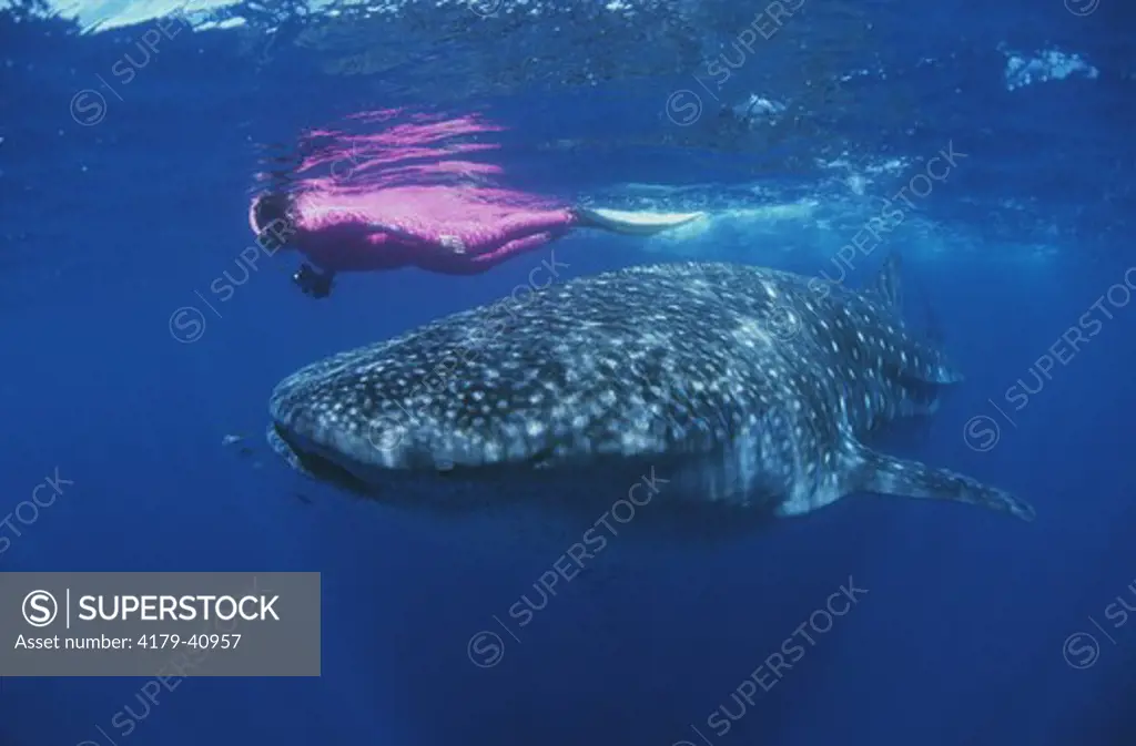 Snorkeler and Whale Shark (Rhincodon typus),  Exmouth, W. Australia