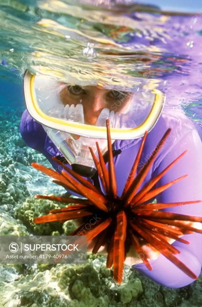 Snorkeler and Sea Urchin, HI