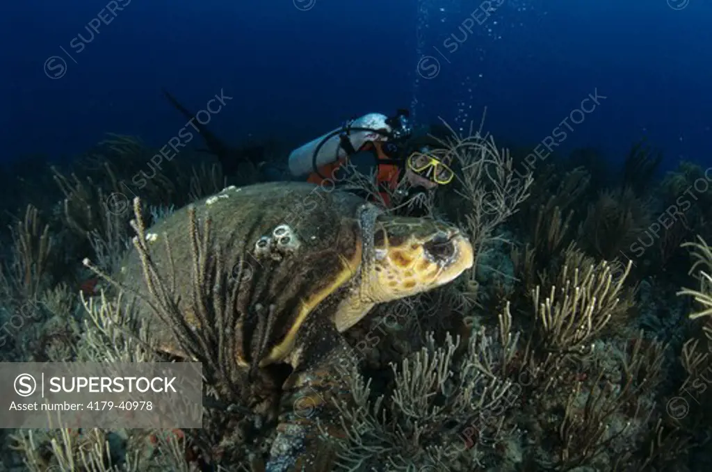 MR Diver & Loggerhead TurtlePalm Beach, Florida