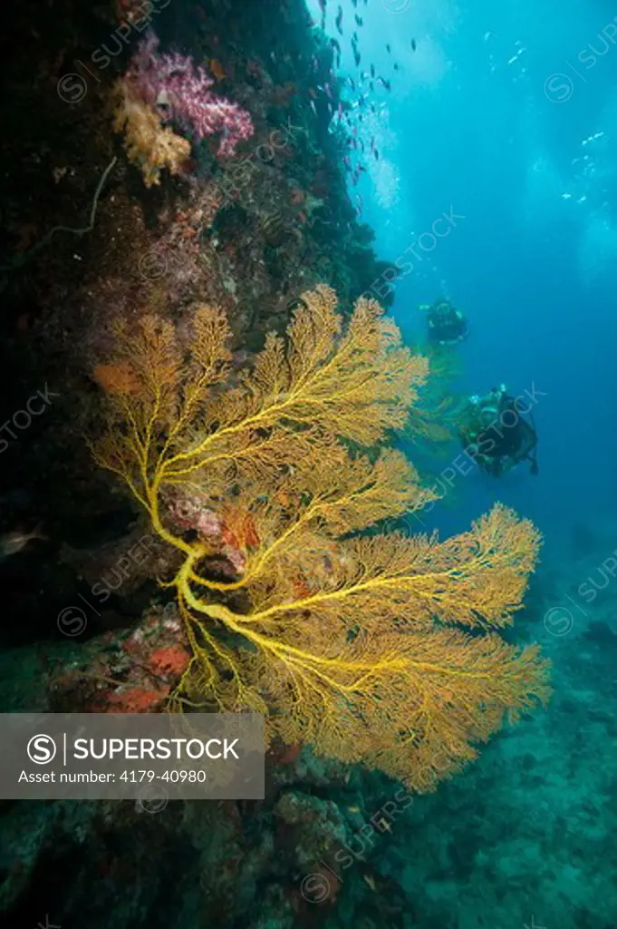 Scuba Divers on Reef Wall w/ large Gorgonian Seafan, Beqa Lagoon, Fiji, MR