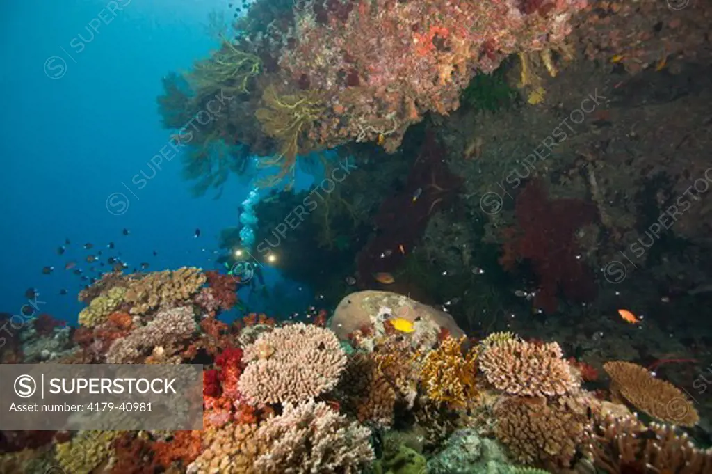 MR Scuba Diver filming beautiful, healthy Reef Undercut, Beqa Lagoon, Fiji