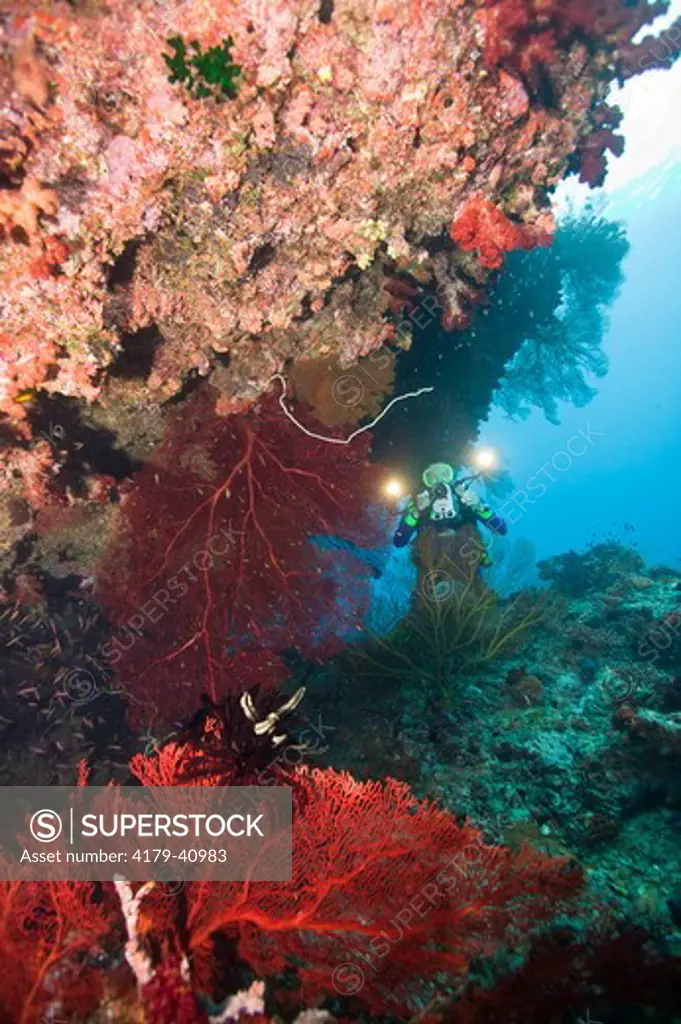 MR Scuba Diver filming beautiful, healthy Reef Undercut, Beqa Lagoon, Fiji