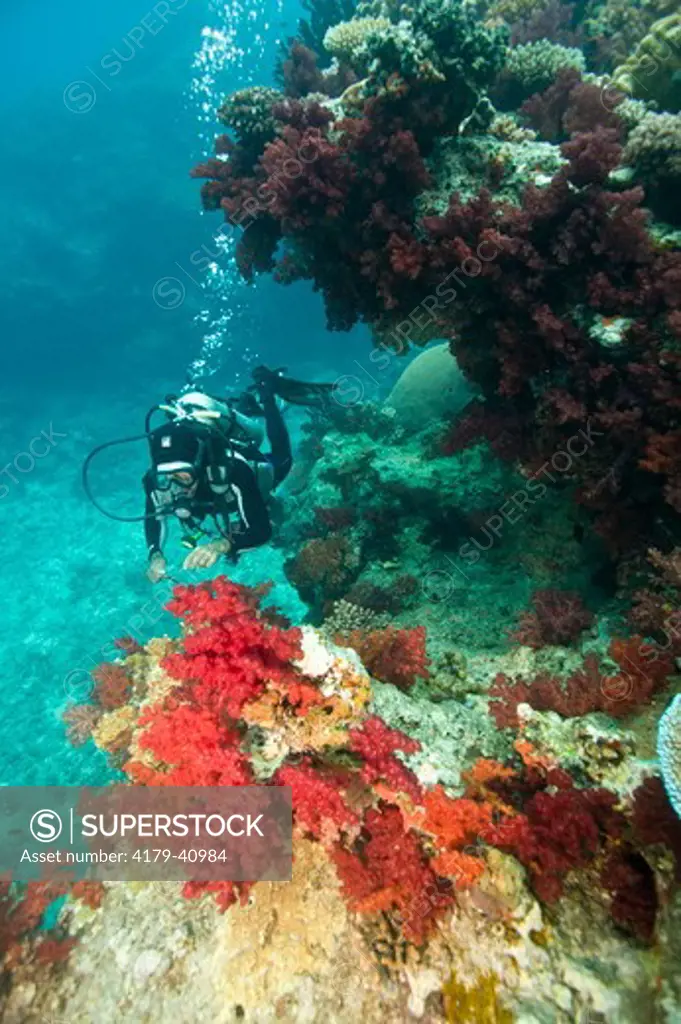 NR Scuba Diver inspecting beautiful Soft Coral, Beqa Lagoon, Fiji