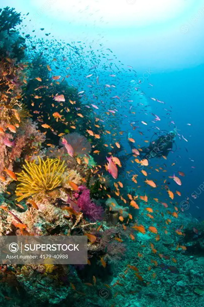 NR Scuba Diver in healthy Reef System with brilliant Soft Corals and Anthias,   G-6 Reef, Bligh Water Area, Vitu Levu, Fiji Islands in the South Pacific