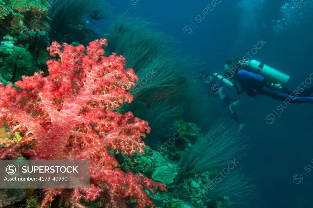 MR Divers at healthy Reef,  brightly colored Soft Coral (Dendronephthya sp) Susan's Reef, Kimbe Bay, West New Britain, Papua New Guinea