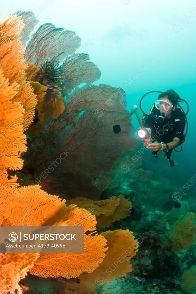 MR female Japanese Diver with giant Gorgonian Sea Fans, Doubilet's Reef, Milne Bay Province, Papua New Guinea