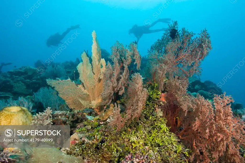 Large Coral Sea Fans on Drift Dive at Lunn Island, Conflict Group,  Papua New Guinea