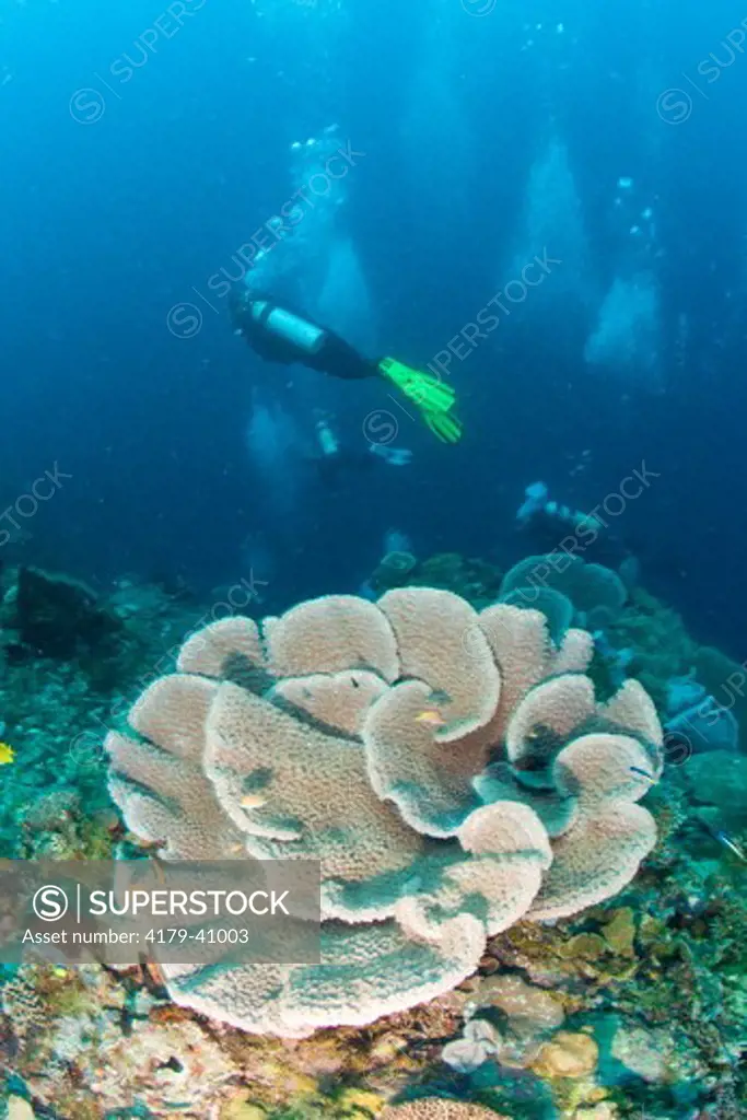 NR Scuba Divers on healthy Reef with large Coral System, Milne Bay Area near Normanby Island, Papua New Guinea