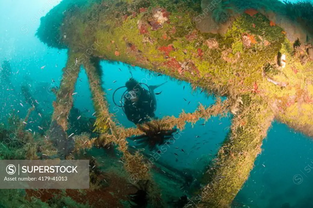 MR Scuba Diver investigating WWII Japanese bi-plane wreck, Lindenhaven Area, Southcoast New Britain, Papua New Guinea