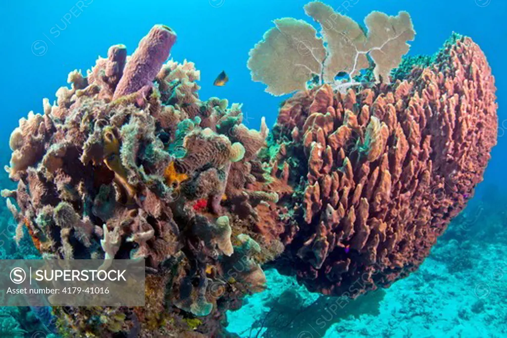 Underwater Coral Reef with large Barrel Sponge, Roatan, Honduras