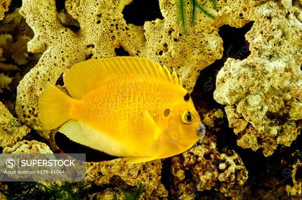 Angelfish (Holocanthus Trimaculatus) - Red Sea - Yemen
