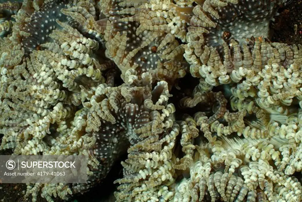 Retracted Tentacle of a Beaded Sea Anemone (Heteractis aurora) Bali, Indonesia