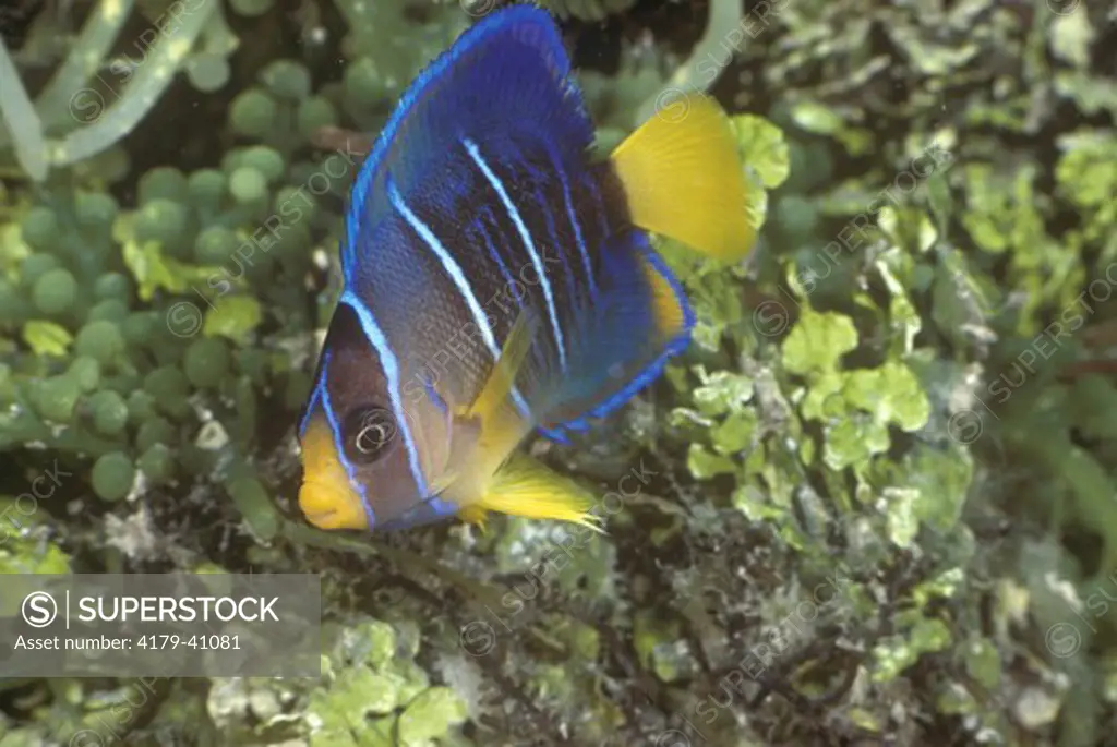 Juvenile Blue Angelfish (holacanthu isabelita) Tropical Caribbean