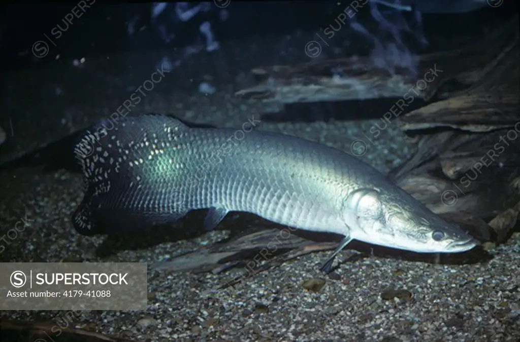 Arapaima   (Arapaima gigas) Largest Freshwater Fish Amazon, South America